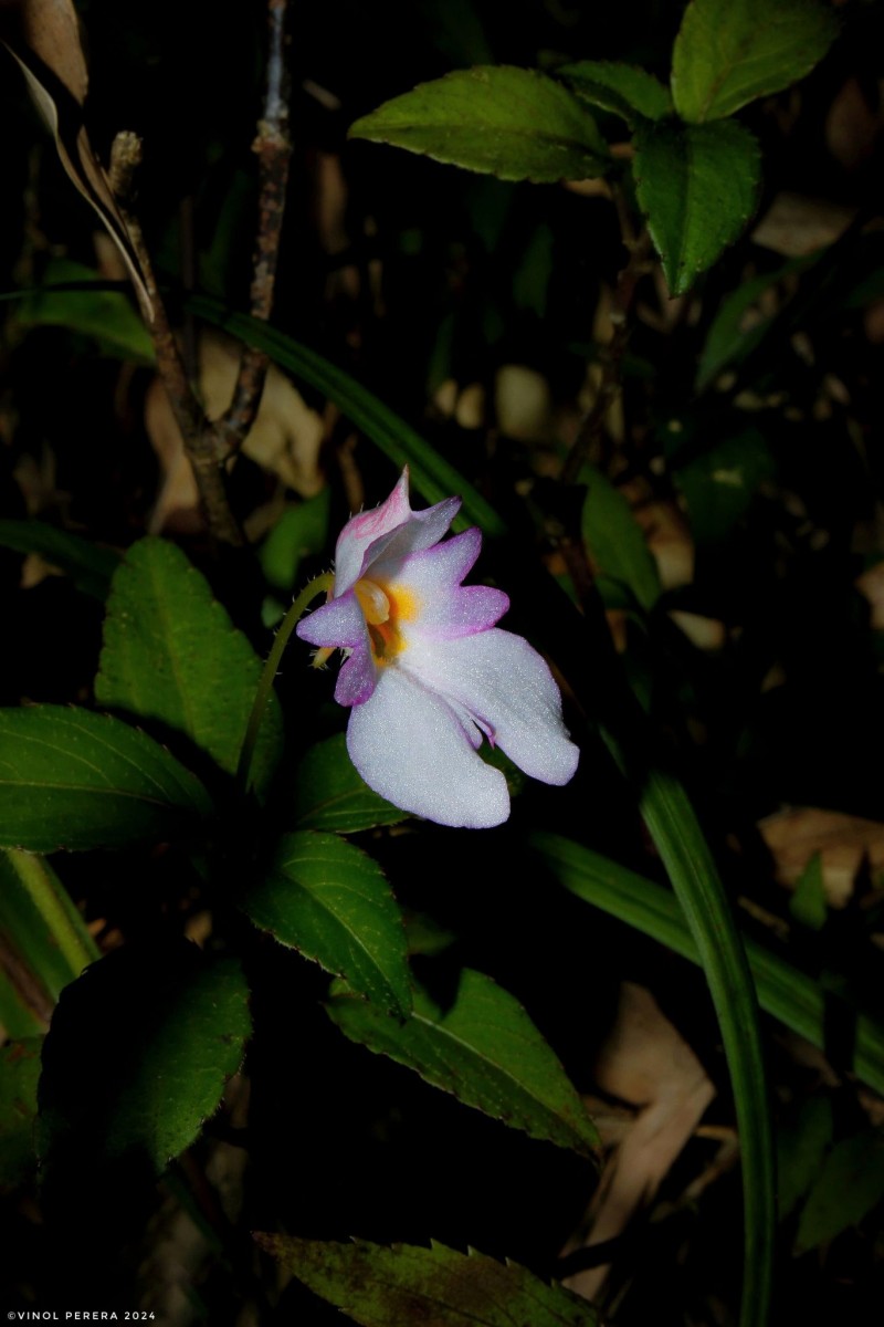 Impatiens jacobdevlasii Herath,C.Bandara & Gopallawa